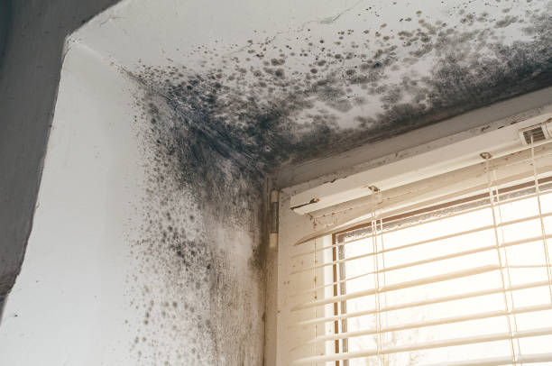 Affordable Basement Mold Removal solutions in Montgomery Village, MD