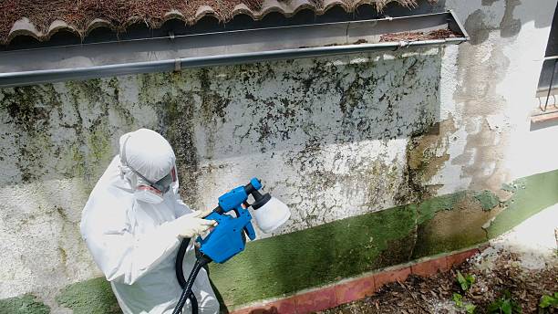 Top rated local Basement Mold Removal specialists in Montgomery Village, MD